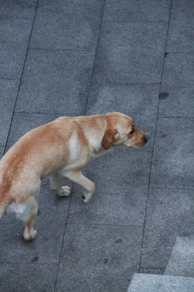 Perro Doméstico Calle — Foto de Stock