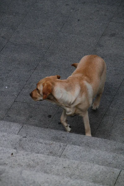 Perro Doméstico Calle — Foto de Stock