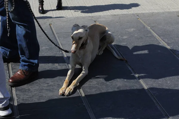 Cão Doméstico Rua — Fotografia de Stock