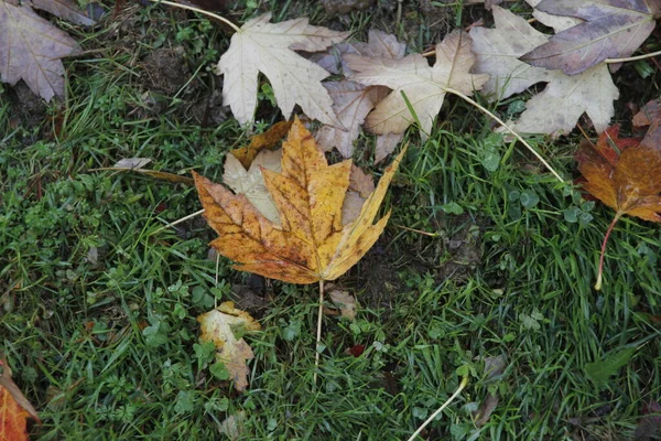 Herbst Stadtpark — Stockfoto