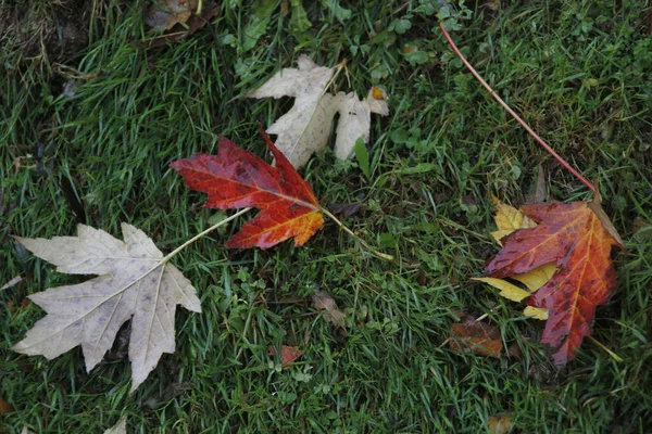 Herfst Een Stedelijk Park — Stockfoto