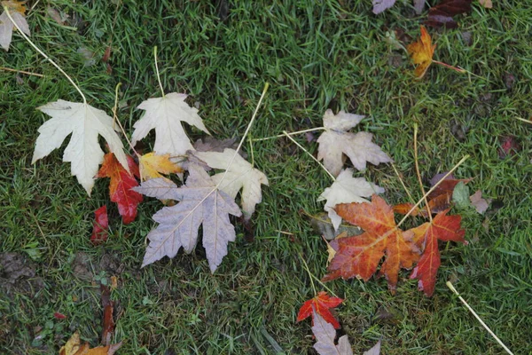 Herbst Stadtpark — Stockfoto