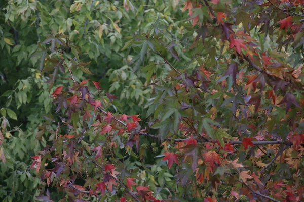 Herfst Een Stedelijk Park — Stockfoto