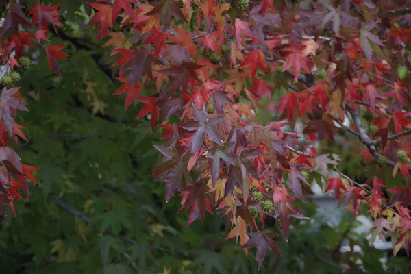 Autumn Urban Park — Stock Photo, Image