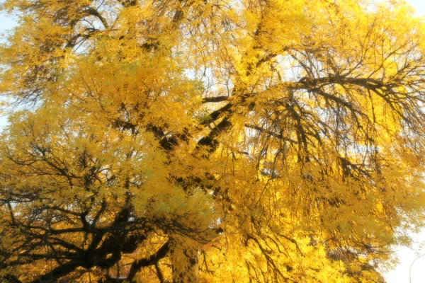 Herfst Een Stedelijk Park — Stockfoto