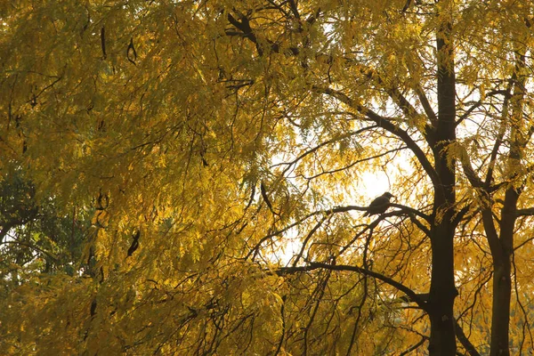 Herfst Een Stedelijk Park — Stockfoto