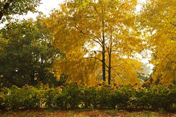 Jesień Miejskim Parku — Zdjęcie stockowe