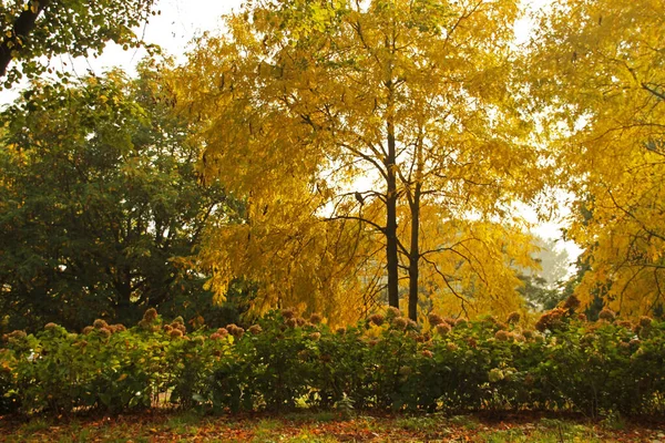 Hösten Stadspark — Stockfoto