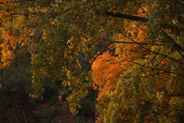 Herbst Stadtpark — Stockfoto