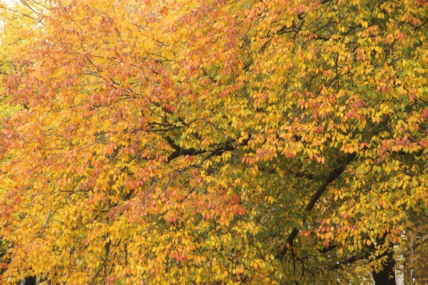Herbst Stadtpark — Stockfoto