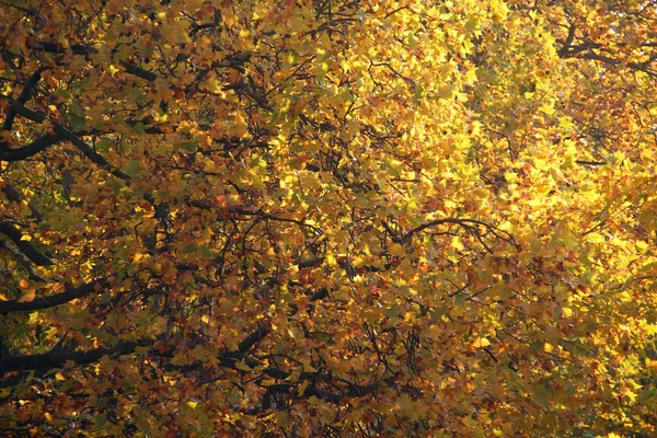 Podzim Městském Parku — Stock fotografie