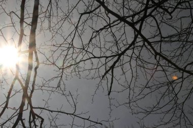 Bir bahar günü ağaçlar