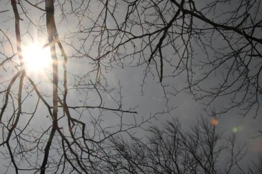 Bir bahar günü ağaçlar