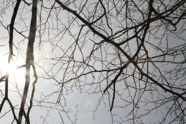 Bir bahar günü ağaçlar