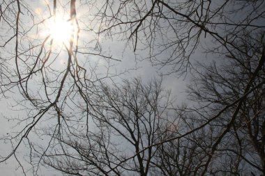 Bir bahar günü ağaçlar