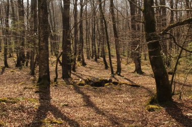 Bir bahar günü ağaçlar