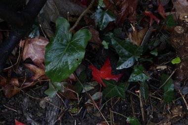 Sonbahar renklerinde bir parkın görüntüsü