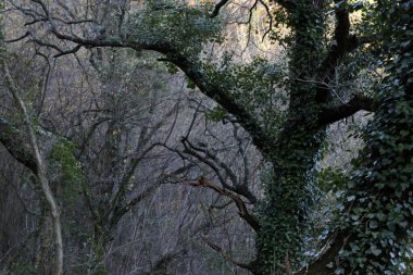 Bir şehir parkında bitki örtüsü