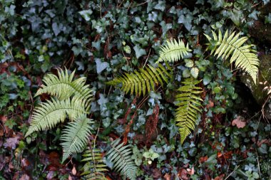 Bir şehir parkında bitki örtüsü