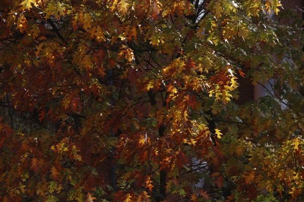 Blick Auf Einen Park Herbstlichen Farben — Stockfoto