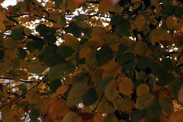 秋天色彩的公园景观 — 图库照片