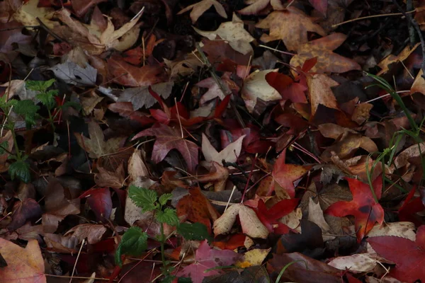 Blick Auf Einen Park Herbstlichen Farben — Stockfoto