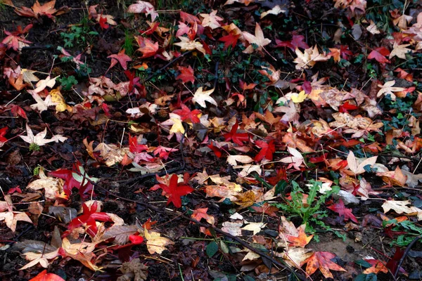Blick Auf Einen Park Herbstlichen Farben — Stockfoto