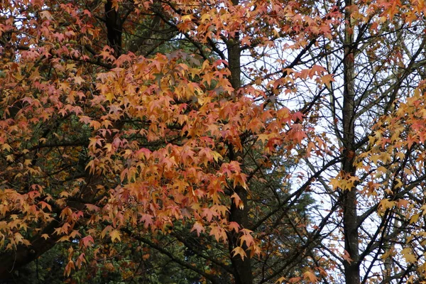 Вид Парк Осенних Красках — стоковое фото