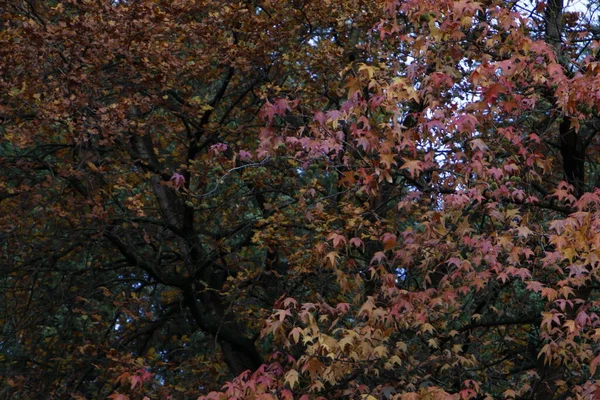 Pohled Park Podzimních Barvách — Stock fotografie