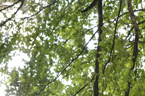 Vegetation Stadtpark — Stockfoto