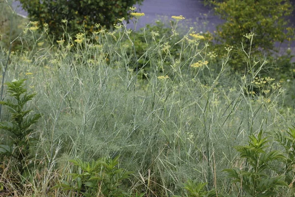 Vegetation Stadtpark — Stockfoto