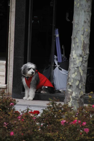 Σκύλος Που Περπατάει Στο Δρόμο — Φωτογραφία Αρχείου