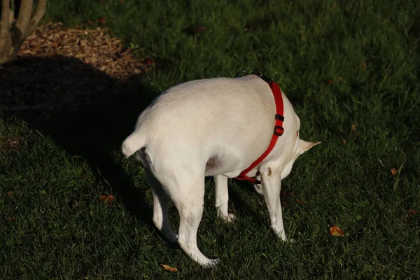 Cane Che Cammina Strada — Foto Stock