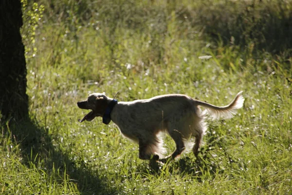 Dog Walking Street — Stock Photo, Image