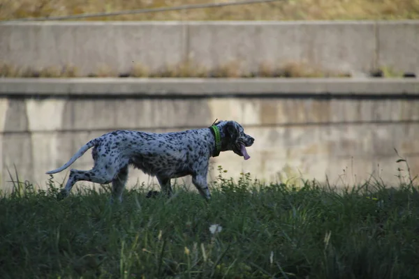 Hond Loopt Straat — Stockfoto