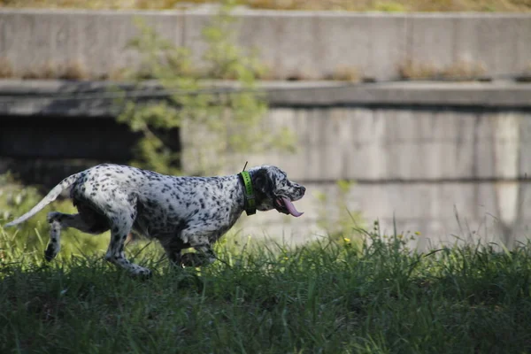 Cão Andando Rua — Fotografia de Stock