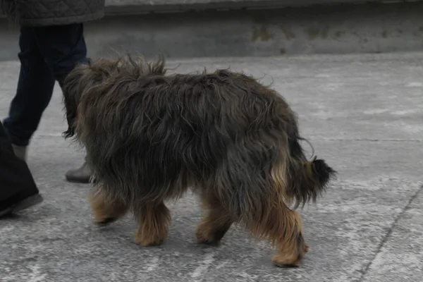 Cane Che Cammina Strada — Foto Stock