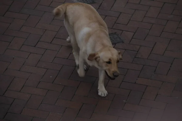 Собака Гуляющая Улице — стоковое фото