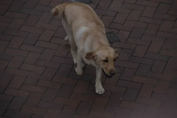 Hond Loopt Straat — Stockfoto