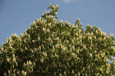 Kırsalda ilkbahar bitkileri