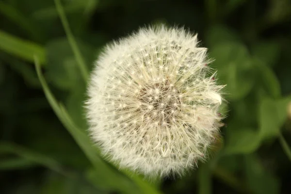 Frühlingsvegetation Auf Dem Land — Stockfoto