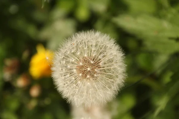 Frühlingsvegetation Auf Dem Land — Stockfoto