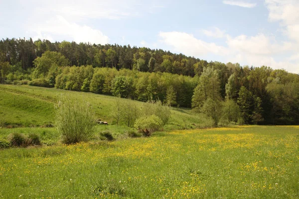 Весняна Рослинність Сільській Місцевості — стокове фото