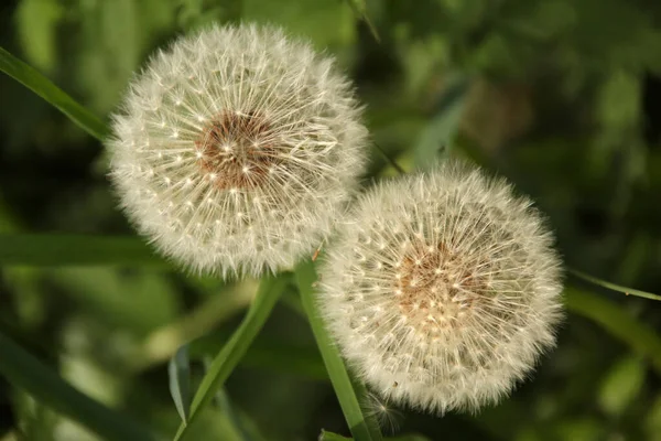 Frühlingsvegetation Auf Dem Land — Stockfoto