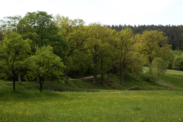 Spring Vegetation Countryside — Stock Photo, Image
