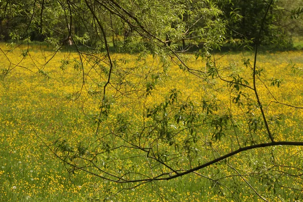 田舎の春の植生 — ストック写真