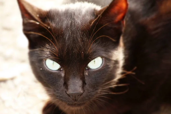 Gato Jovem Que Vive Campo — Fotografia de Stock