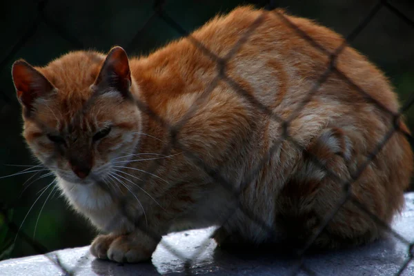 Gato Jovem Que Vive Campo — Fotografia de Stock