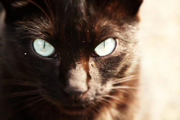 Gato Joven Que Vive Campo —  Fotos de Stock