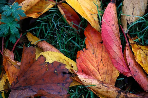 Vista Uma Floresta Cores Outono — Fotografia de Stock